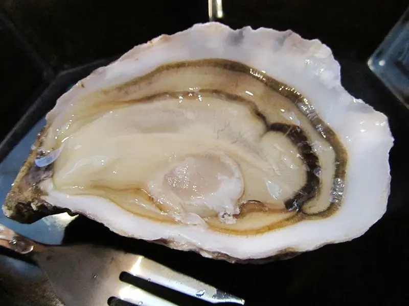 SUR COMMANDE  POUR NOEL  avant le 17/12  Huître Viollet Migeon (direct producteur OLERON) Spéciale de Claire calibre 3 - AU KG